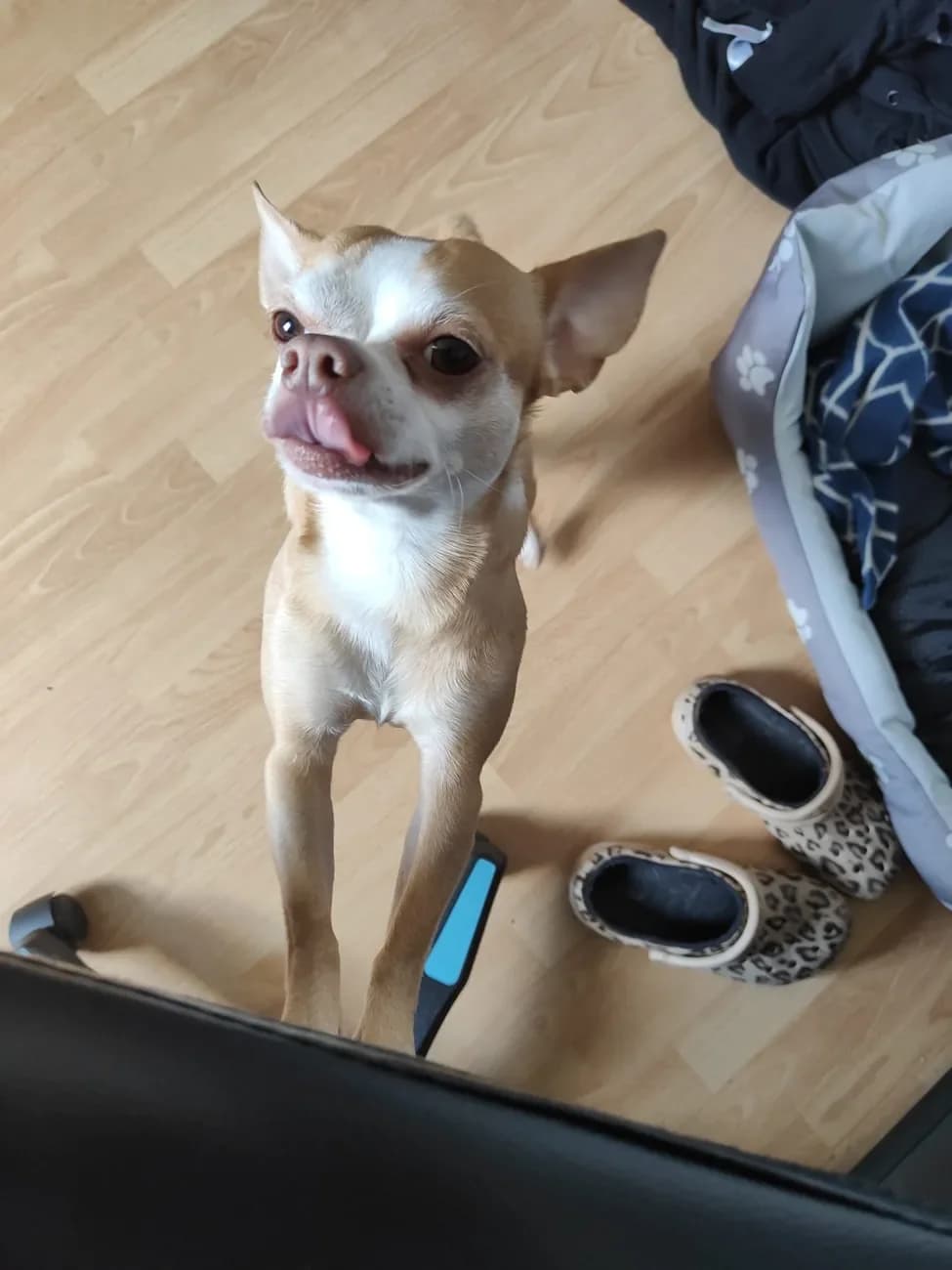 Doggy, male Chihuahua for adoption at A3-Tierferienplatz — photo 3 of 6