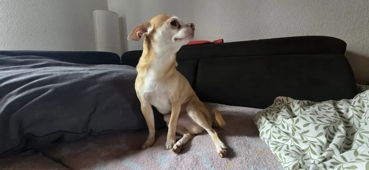 Doggy, male Chihuahua for adoption at A3-Tierferienplatz — photo 4 of 6