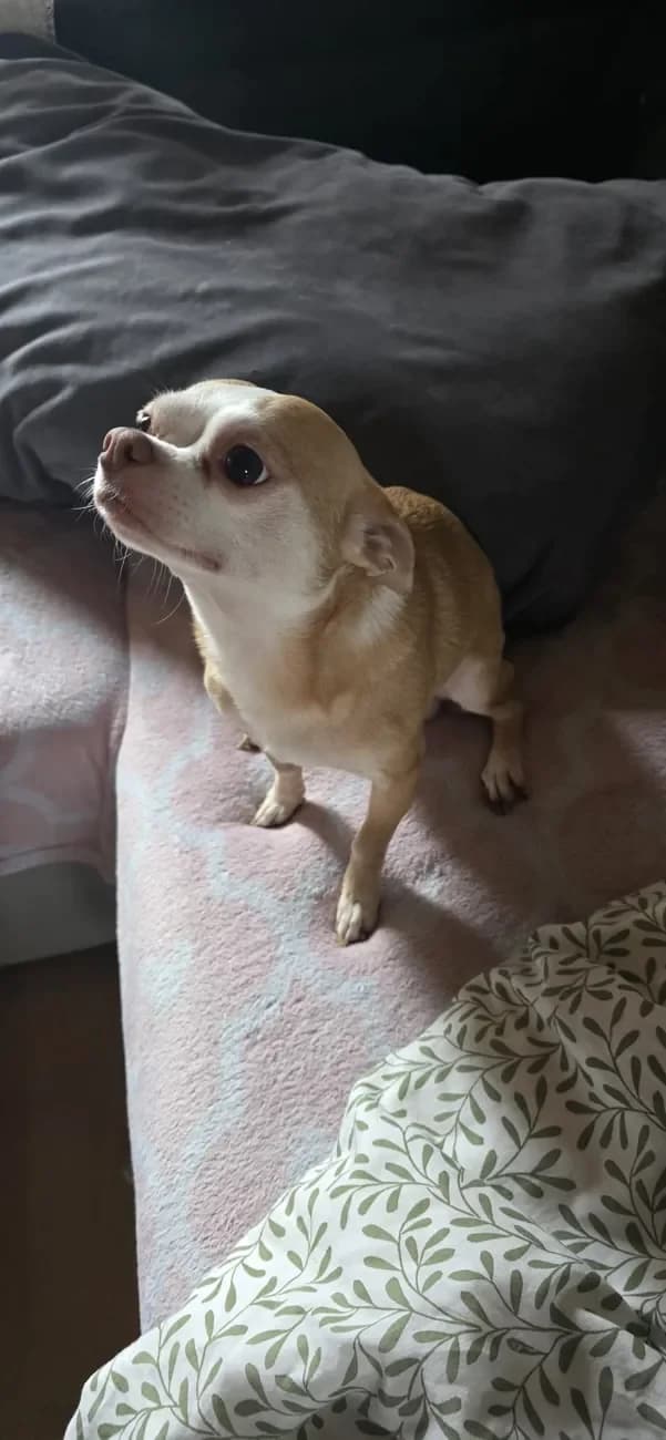 Doggy, male Chihuahua for adoption at A3-Tierferienplatz — photo 5 of 6