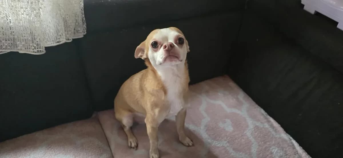 Doggy, male Chihuahua for adoption at A3-Tierferienplatz — photo 6 of 6