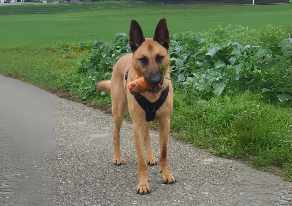 Filou, male Belgian Malinois for adoption at A3-Tierferienplatz