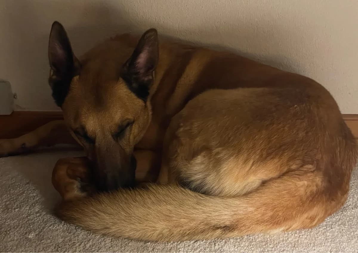 Filou, male Belgian Malinois for adoption at A3-Tierferienplatz — photo 2 of 7