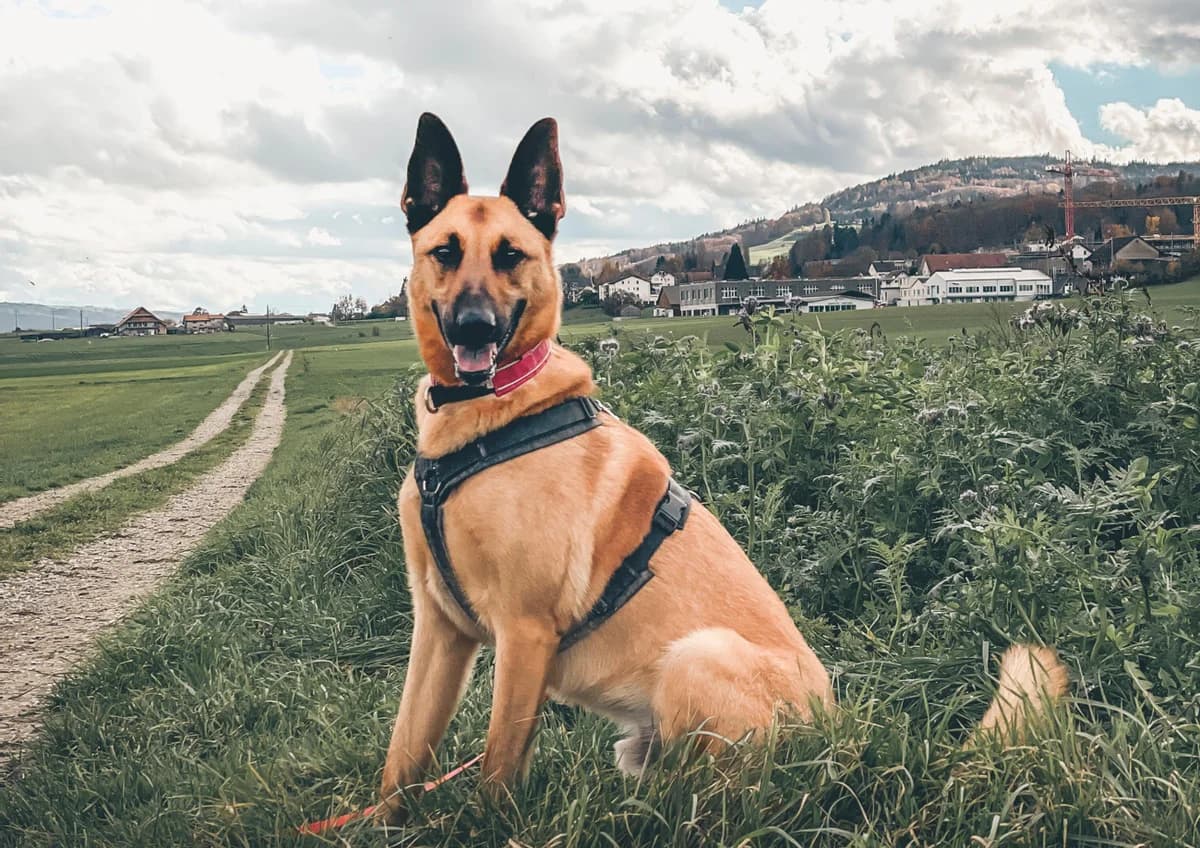 Filou, male Belgian Malinois for adoption at A3-Tierferienplatz — photo 4 of 7