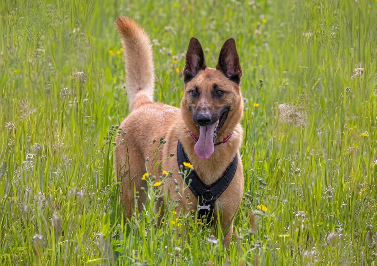 Filou, male Belgian Malinois for adoption at A3-Tierferienplatz — photo 5 of 7