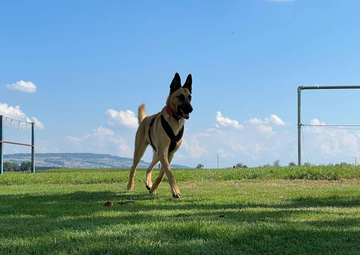 Filou, male Belgian Malinois for adoption at A3-Tierferienplatz — photo 6 of 7