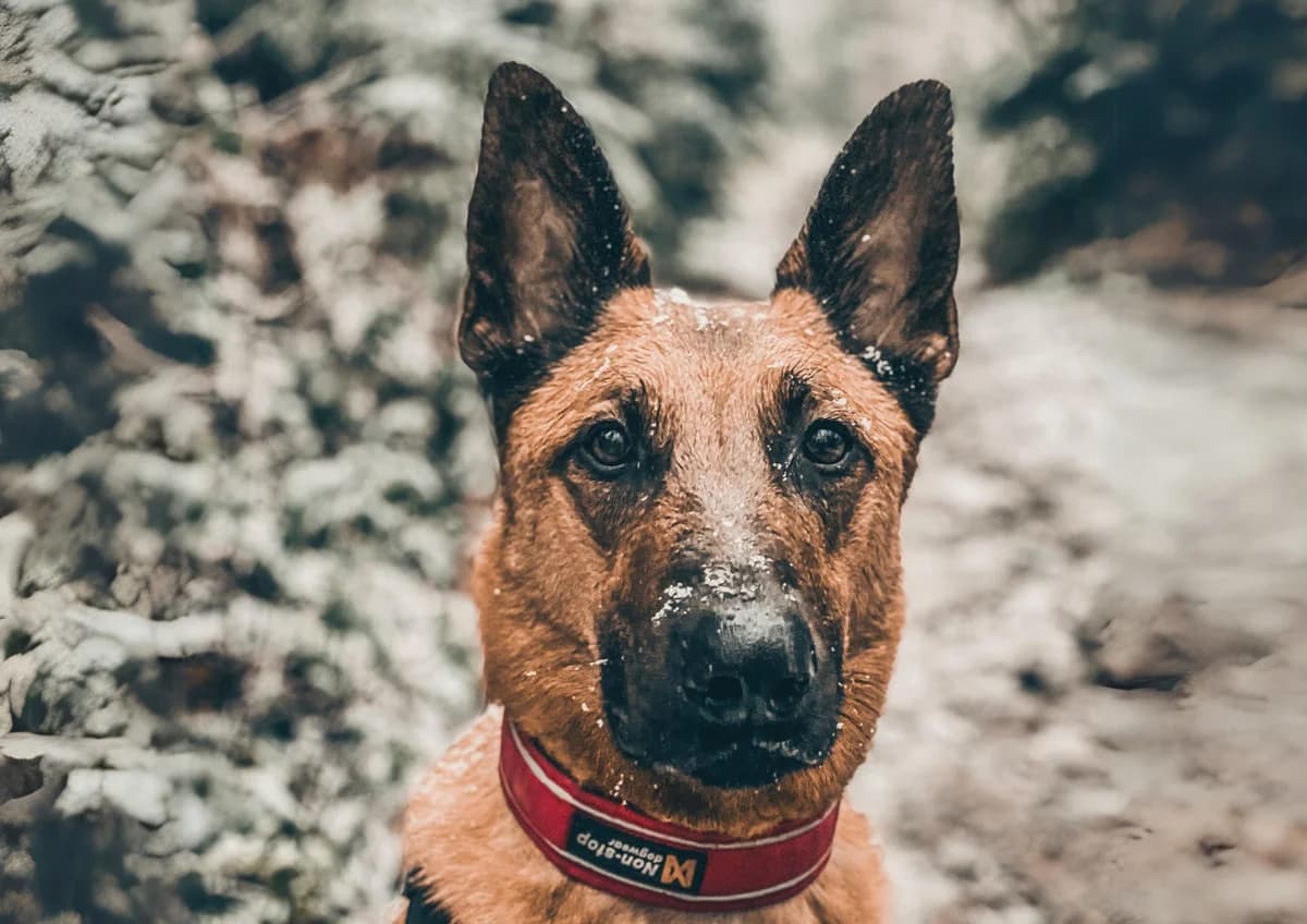 Filou, male Belgian Malinois for adoption at A3-Tierferienplatz — photo 7 of 7