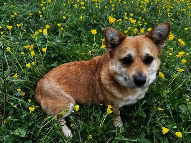 Hazel, female mixed breed for adoption at A3-Tierferienplatz