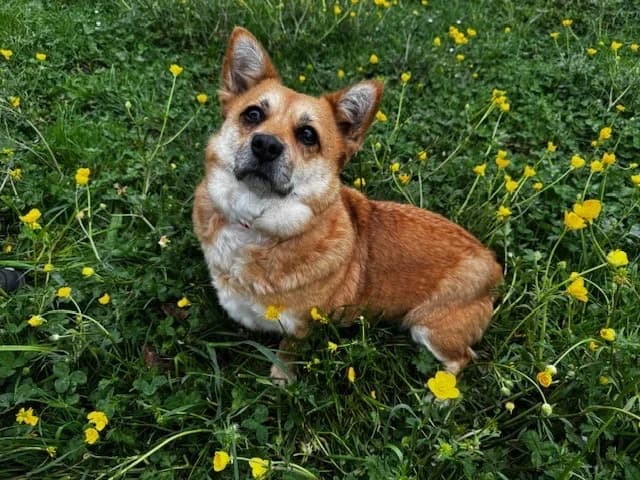 Hazel, female mixed breed for adoption at A3-Tierferienplatz — photo 2 of 7