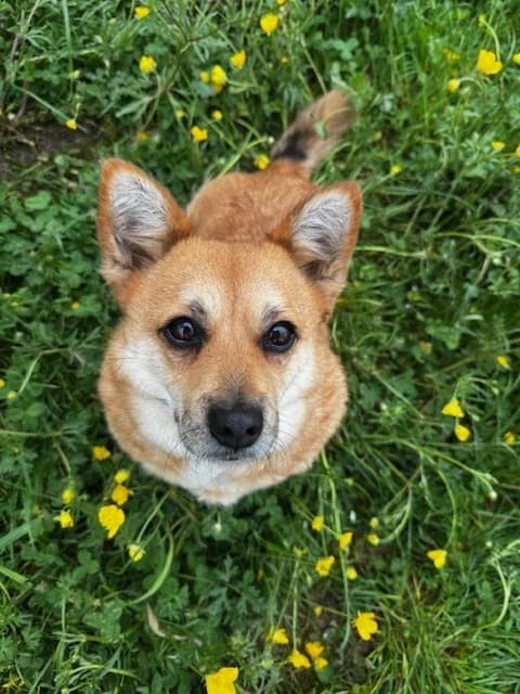 Hazel, female mixed breed for adoption at A3-Tierferienplatz — photo 3 of 7