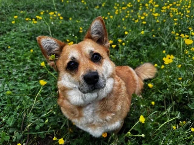 Hazel, female mixed breed for adoption at A3-Tierferienplatz — photo 4 of 7