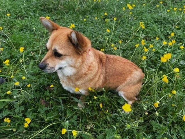 Hazel, female mixed breed for adoption at A3-Tierferienplatz — photo 5 of 7