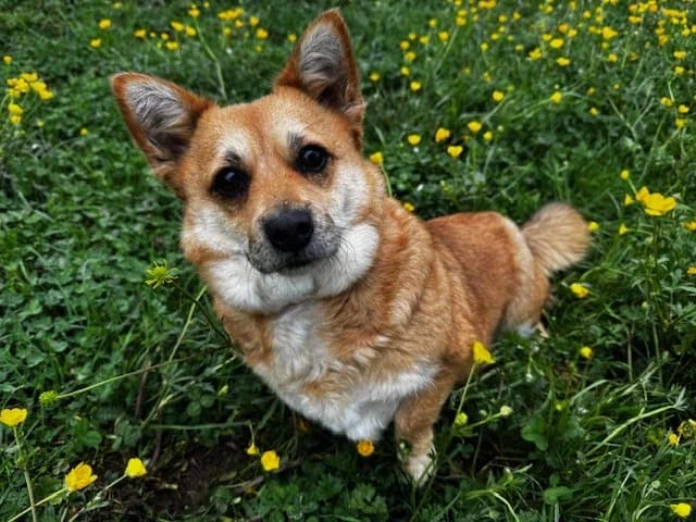 Hazel, female mixed breed for adoption at A3-Tierferienplatz — photo 6 of 7