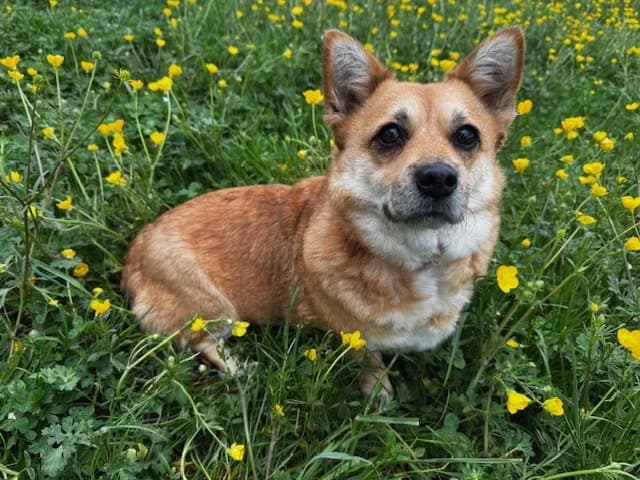 Hazel, female mixed breed for adoption at A3-Tierferienplatz — photo 7 of 7