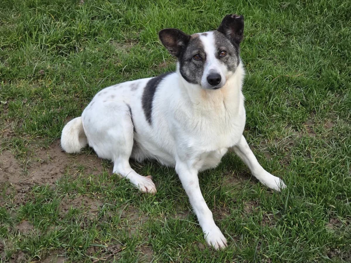Lishee, female Mixed Breed for adoption at A3-Tierferienplatz