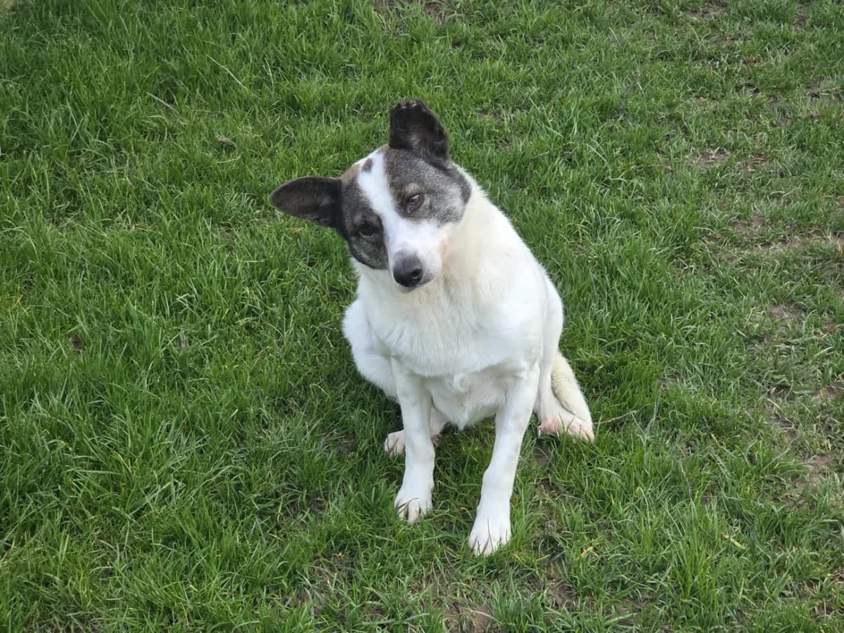 Lishee, female Mixed Breed for adoption at A3-Tierferienplatz — photo 2 of 2
