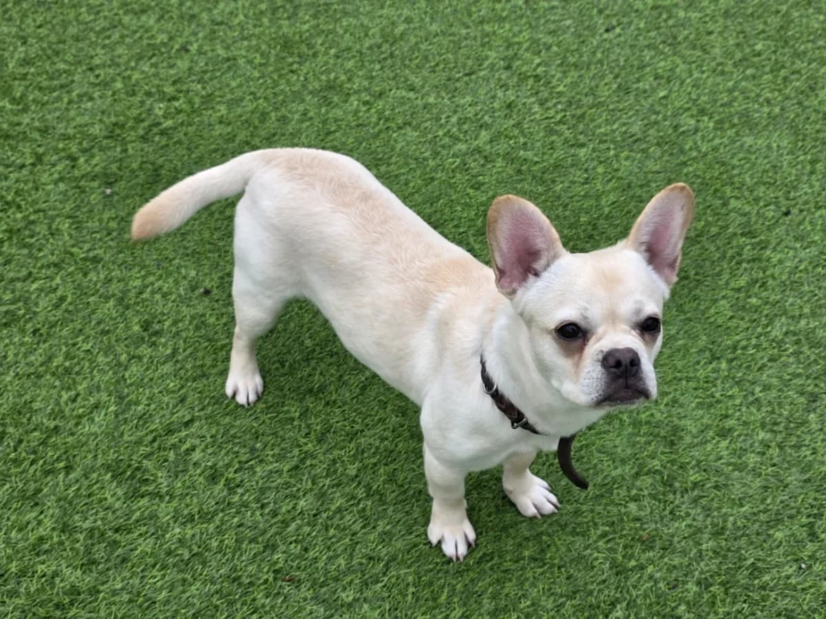 Timba, female 7yo English Bulldog for adoption at A3-Tierferienplatz