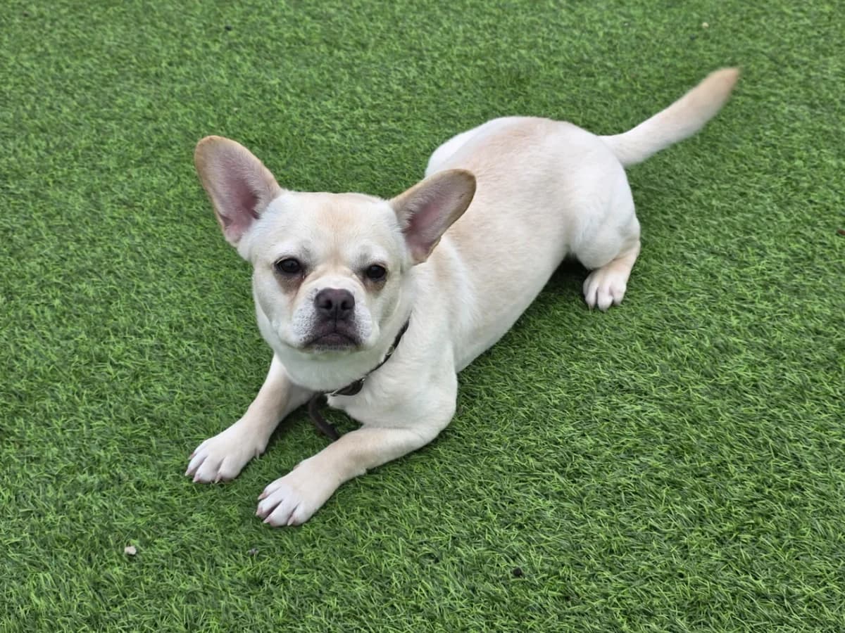 Selma, female French Bulldog for adoption at A3-Tierferienplatz — photo 2 of 3