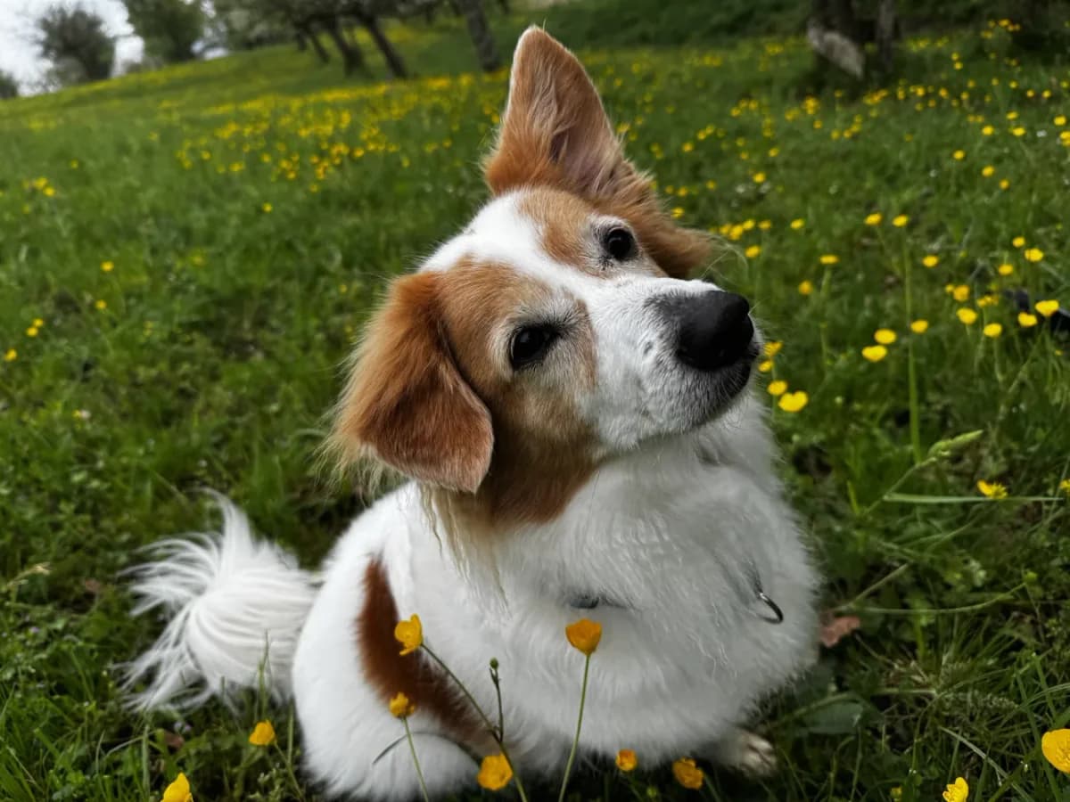 Speedy, male Mixed Breed for adoption at A3-Tierferienplatz