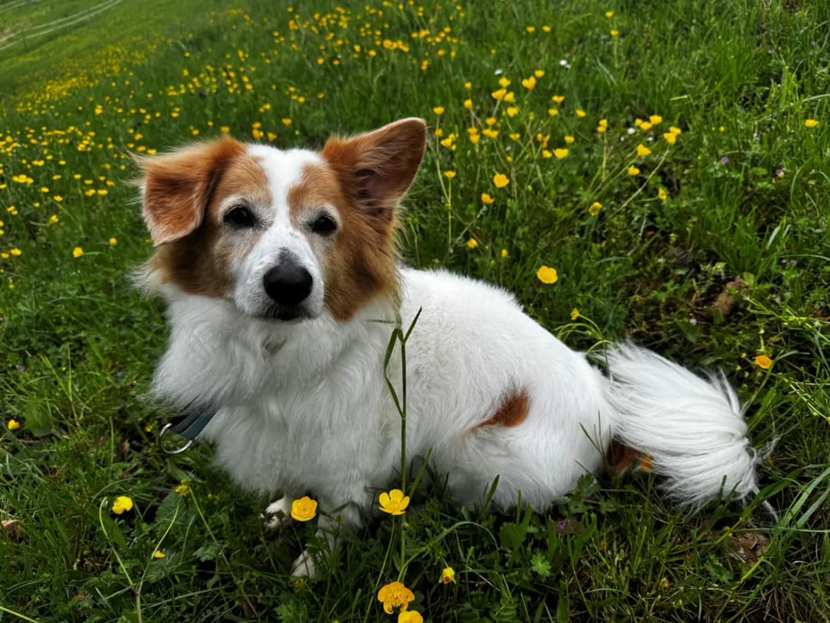 Speedy, male Mixed Breed for adoption at A3-Tierferienplatz — photo 3 of 4