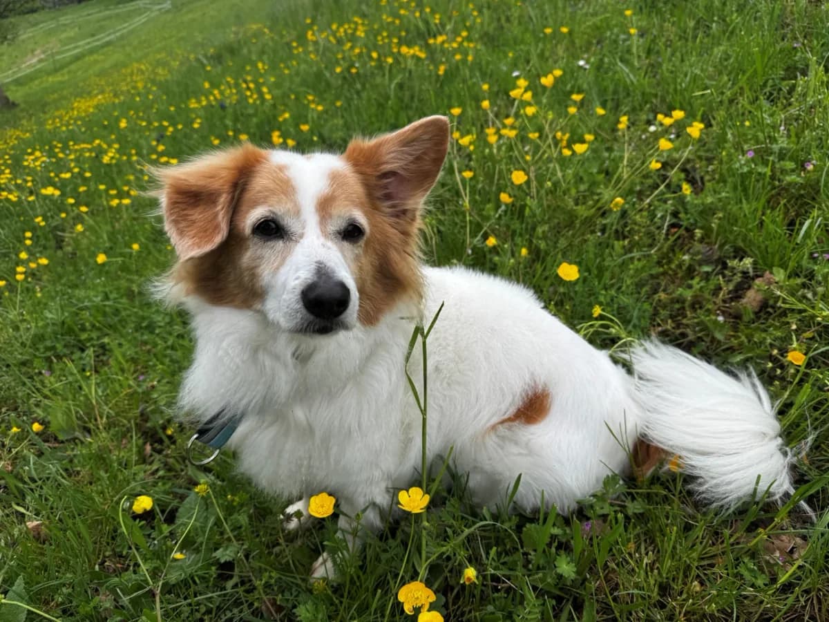 Speedy, male Mixed Breed for adoption at A3-Tierferienplatz — photo 4 of 4