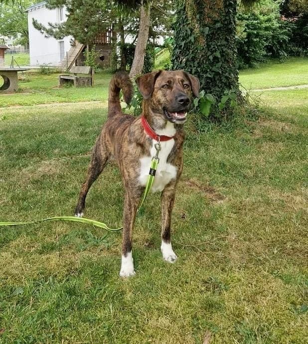 Timba, female Mixed Breed for adoption at A3-Tierferienplatz