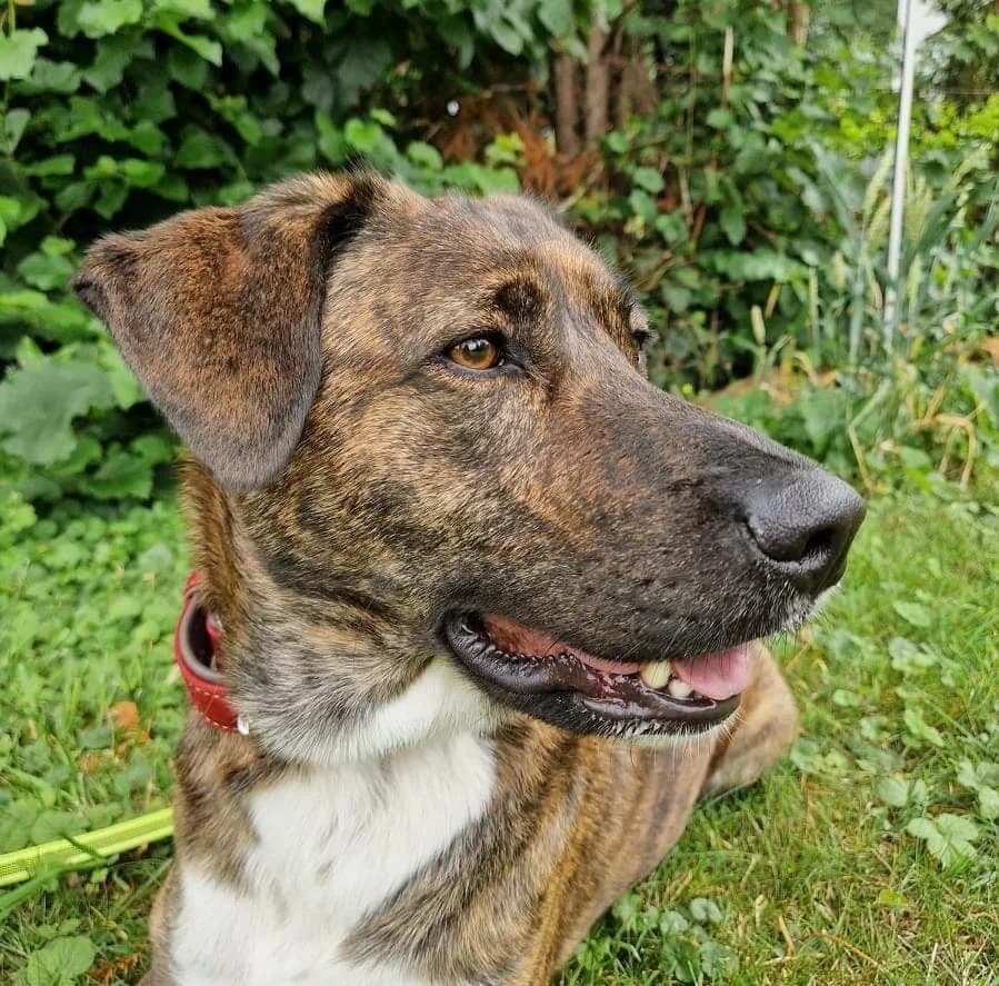 Timba, female Mixed Breed for adoption at A3-Tierferienplatz — photo 2 of 4