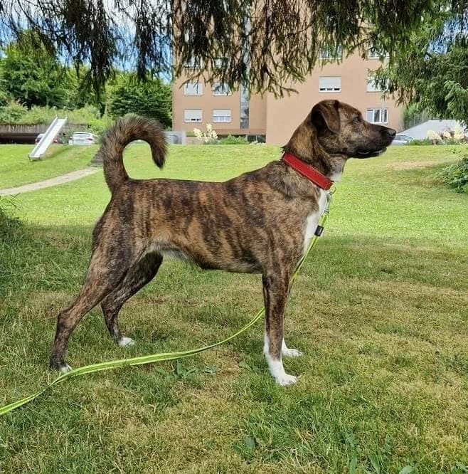Timba, female Mixed Breed for adoption at A3-Tierferienplatz — photo 3 of 4
