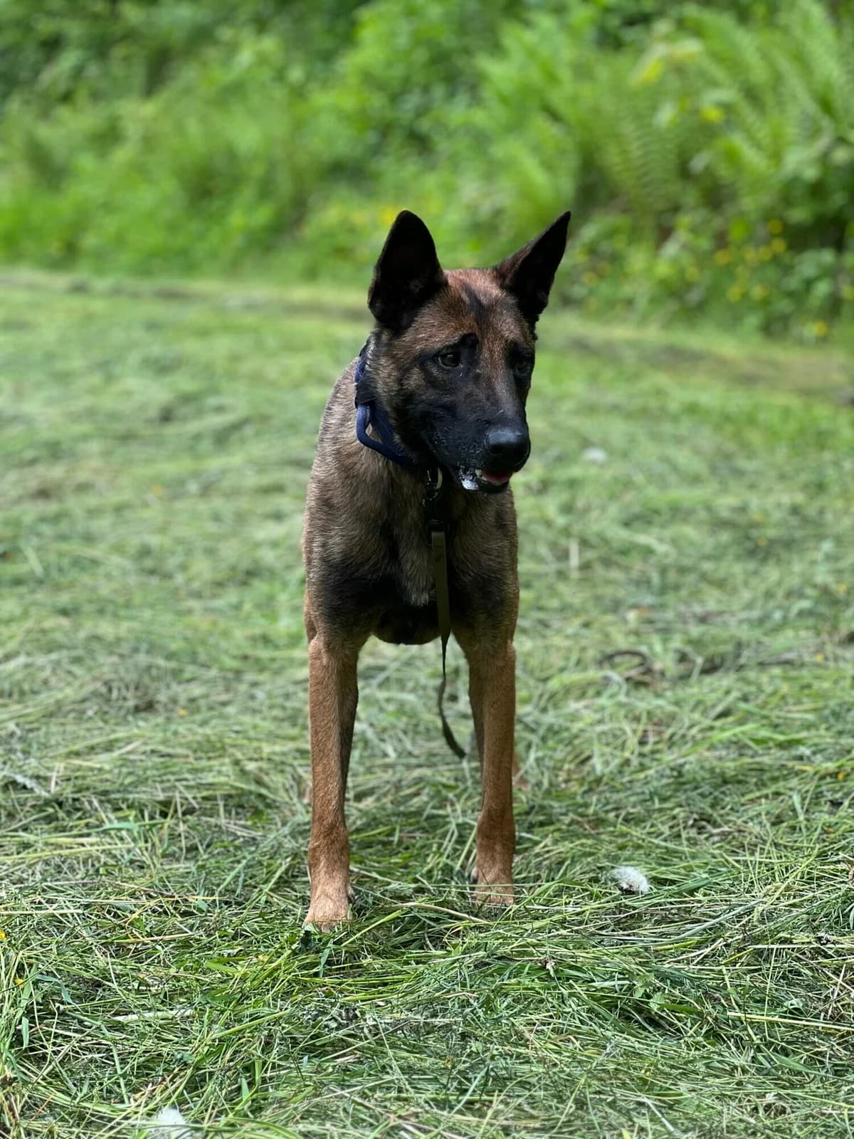 Unico, male Belgian Malinois for adoption at A3-Tierferienplatz