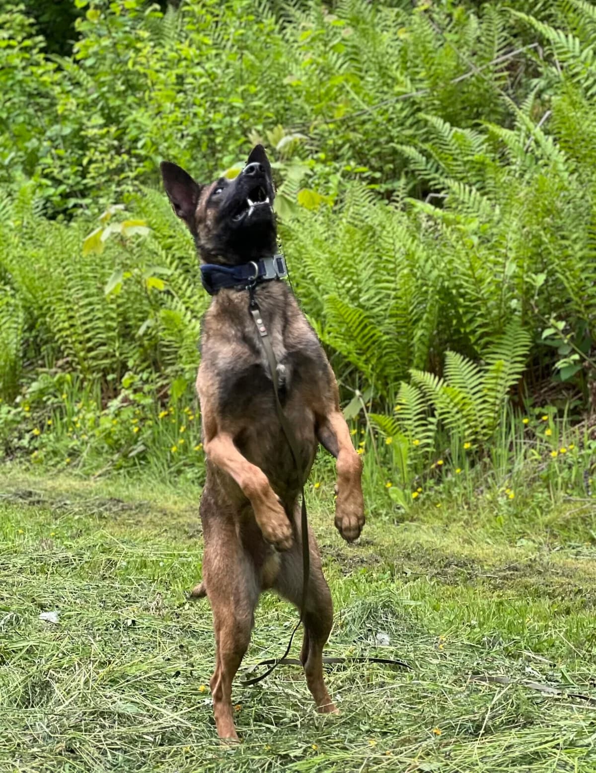 Unico, male Belgian Malinois for adoption at A3-Tierferienplatz — photo 2 of 4