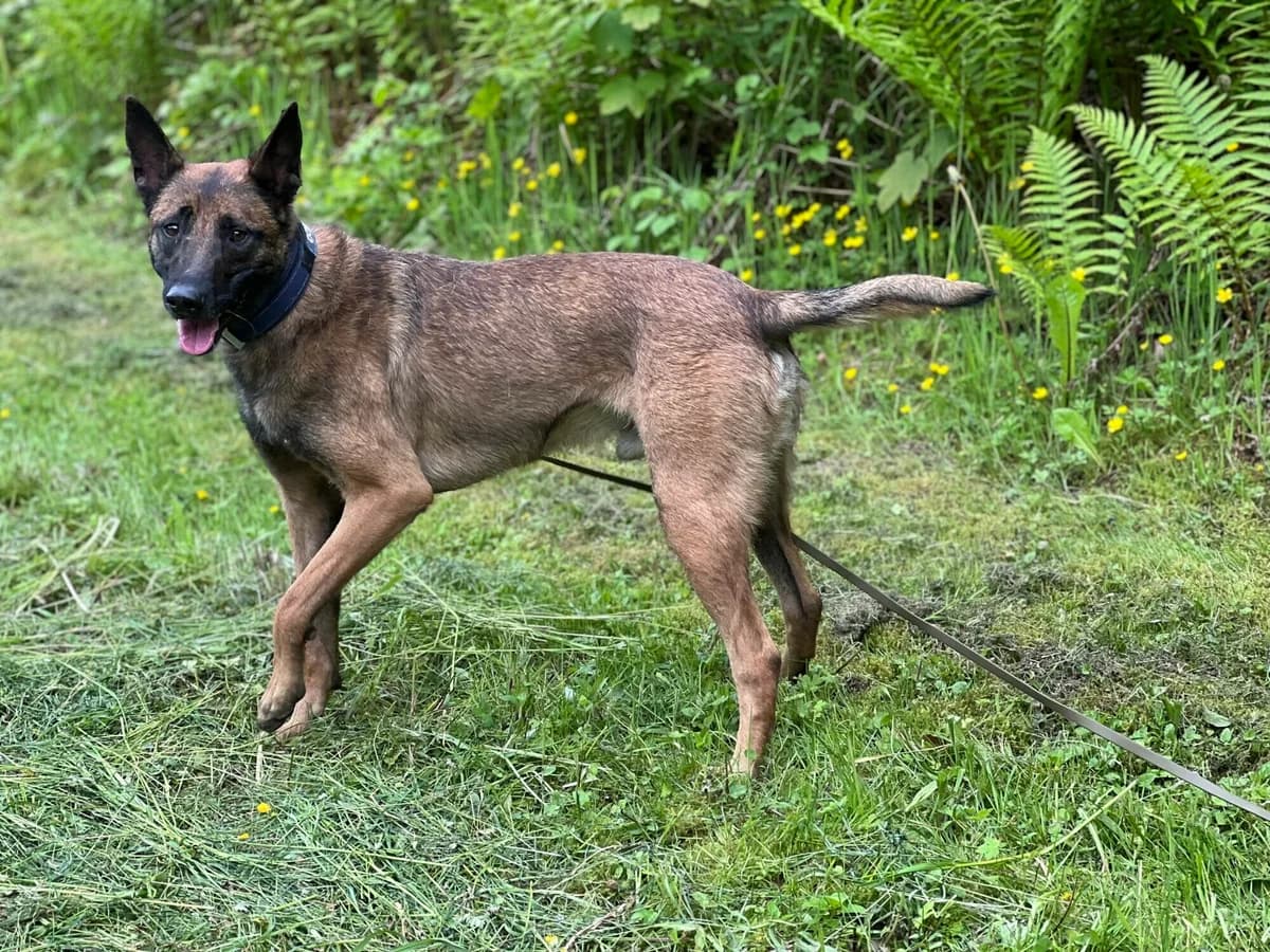 Unico, male Belgian Malinois for adoption at A3-Tierferienplatz — photo 3 of 4