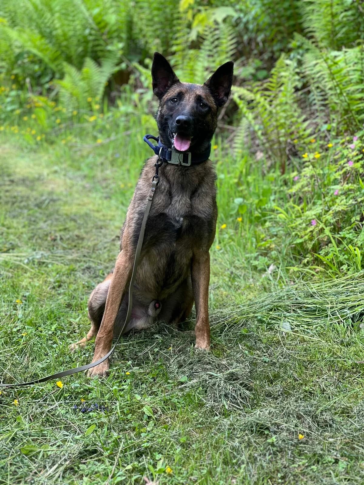 Unico, male Belgian Malinois for adoption at A3-Tierferienplatz — photo 4 of 4