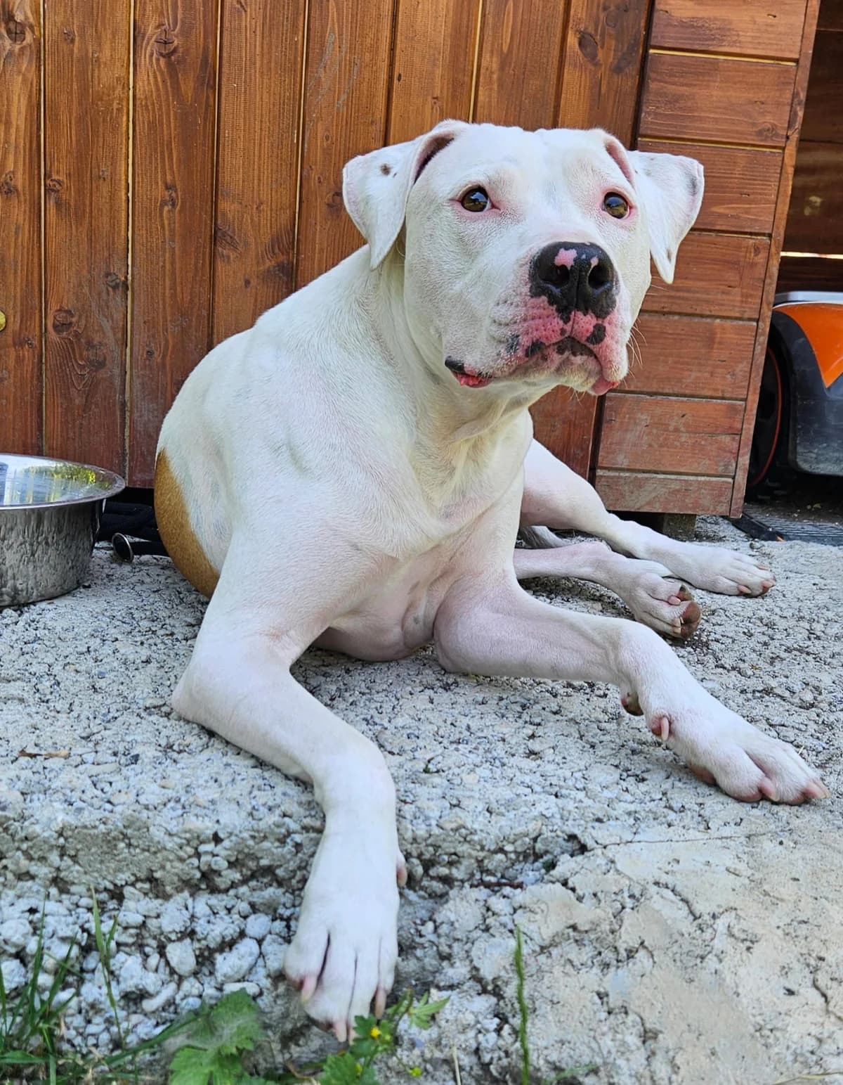 statuts-2015.pdf, Mixed Breed (AJPA Jura)
