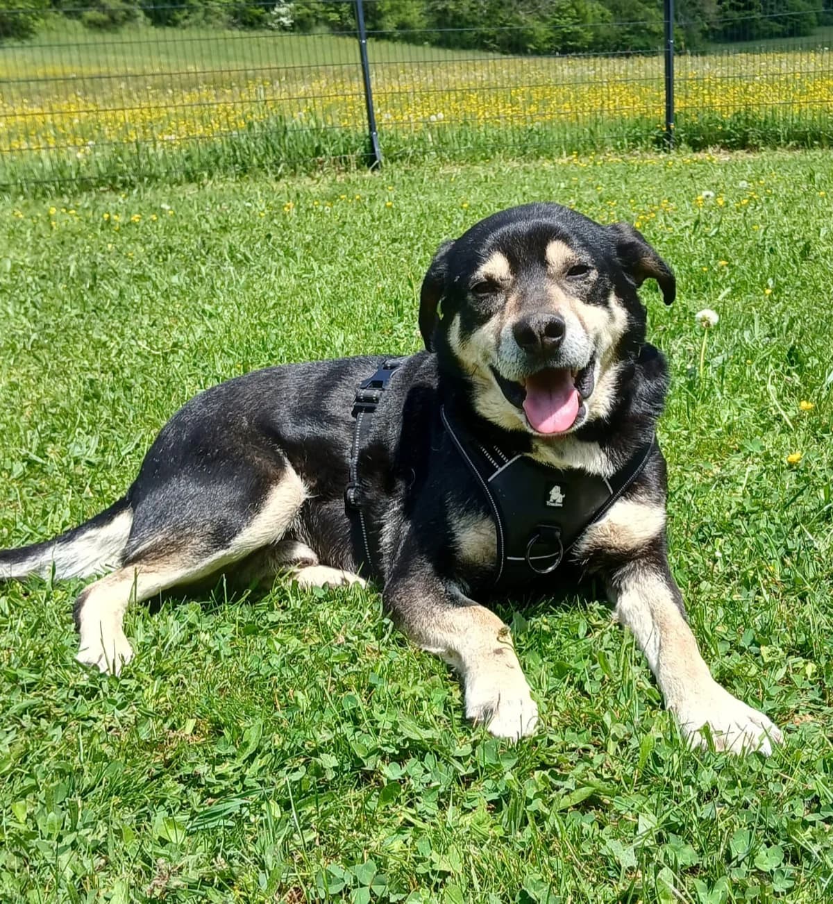 statuts-2015.pdf,  Mixed Breed for adoption at AJPA Jura, Glovelier