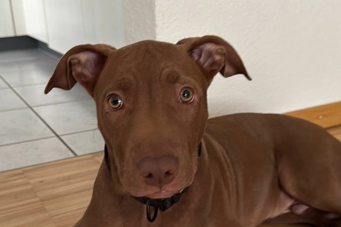 Alkis, male Mixed Breed for adoption at Anihelp Tierhilfe, Anihelp photo 3