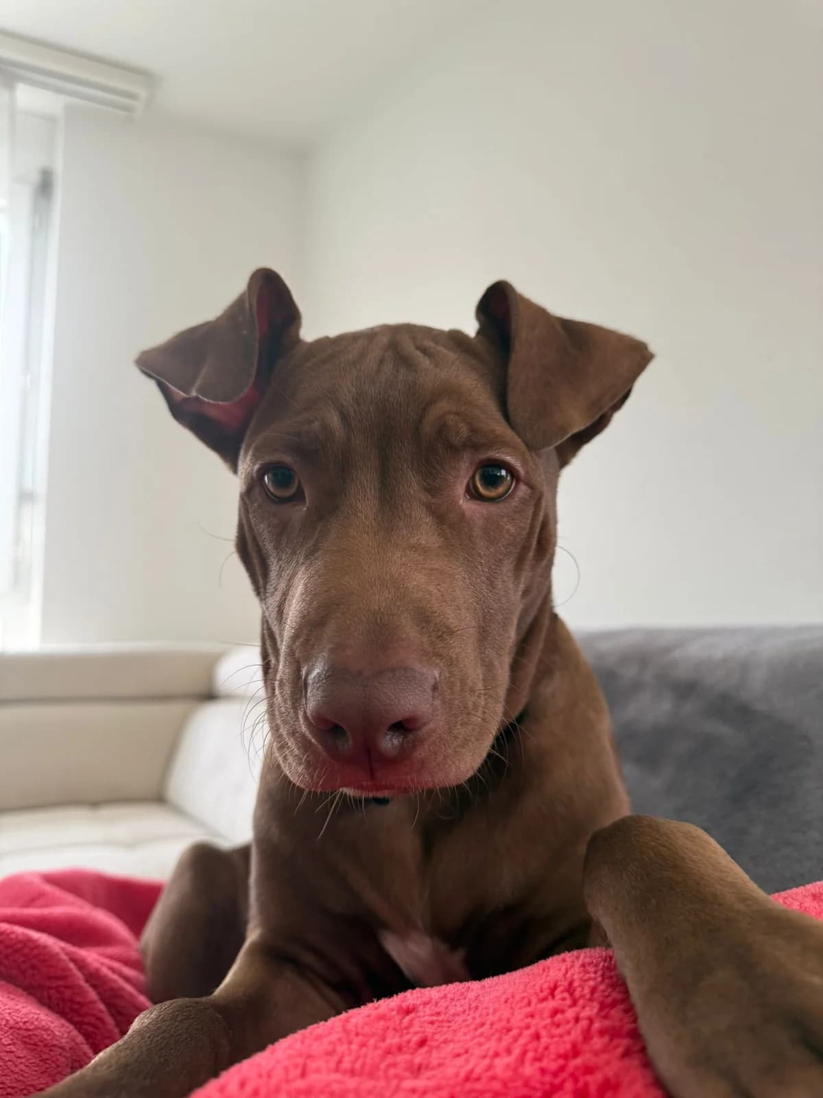 Alkis, male Mixed Breed for adoption at Anihelp Tierhilfe, Anihelp photo 4