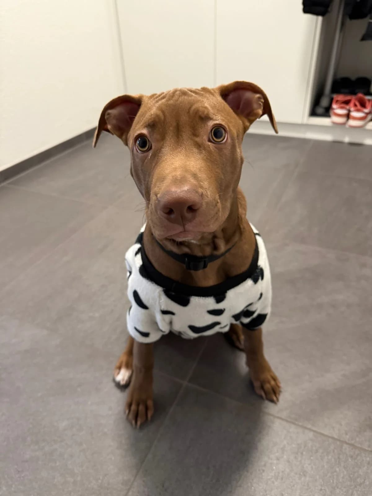 Alkis, male Mixed Breed for adoption at Anihelp Tierhilfe, Anihelp photo 5