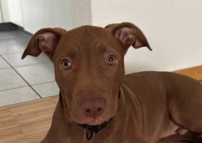 Alkis, male Mixed Breed for adoption at Anihelp Tierhilfe, Anihelp photo 6