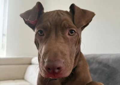 Alkis, male Mixed Breed for adoption at Anihelp Tierhilfe, Anihelp photo 7