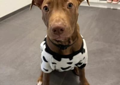 Alkis, male Mixed Breed for adoption at Anihelp Tierhilfe, Anihelp photo 8