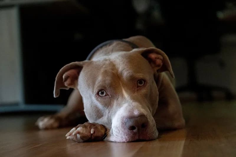 Bailys,  Mixed Breed for adoption at Anihelp Tierhilfe, Anihelp photo 3