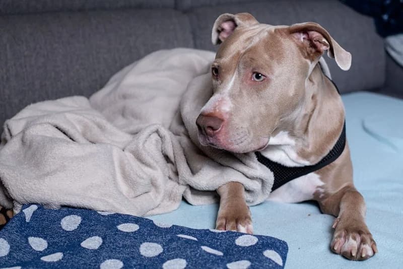 Bailys,  Mixed Breed for adoption at Anihelp Tierhilfe, Anihelp photo 4