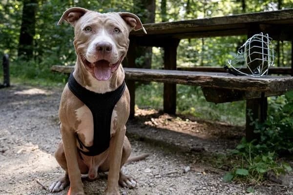 Bailys,  Mixed Breed for adoption at Anihelp Tierhilfe, Anihelp photo 5