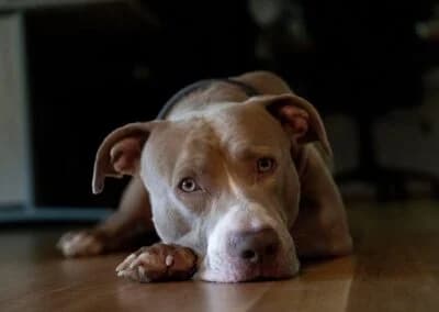 Bailys,  Mixed Breed for adoption at Anihelp Tierhilfe, Anihelp photo 6