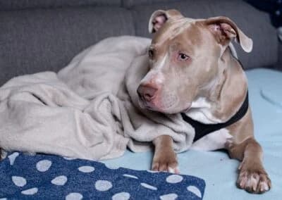 Bailys,  Mixed Breed for adoption at Anihelp Tierhilfe, Anihelp photo 7