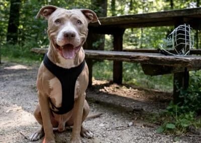 Bailys,  Mixed Breed for adoption at Anihelp Tierhilfe, Anihelp photo 8