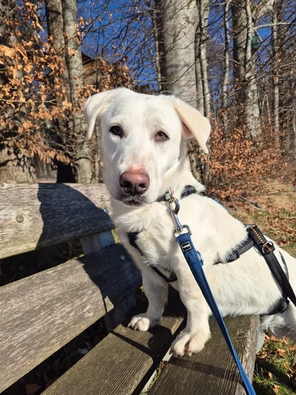 Balou,  Mixed Breed for adoption at Anihelp Tierhilfe, Anihelp photo 3