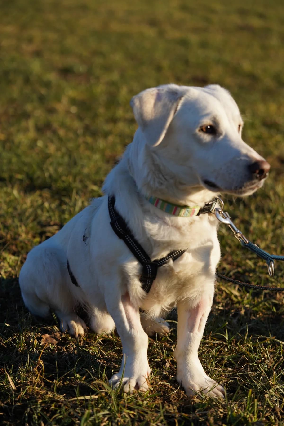 Balou,  Mixed Breed for adoption at Anihelp Tierhilfe, Anihelp photo 4