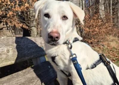 Balou,  Mixed Breed for adoption at Anihelp Tierhilfe, Anihelp photo 6