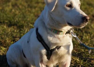 Balou,  Mixed Breed for adoption at Anihelp Tierhilfe, Anihelp photo 7