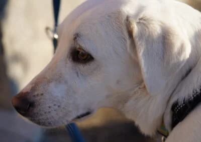 Balou,  Mixed Breed for adoption at Anihelp Tierhilfe, Anihelp photo 8